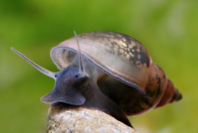 Blasenschnecken in Wehr