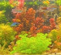 Aquarienpflanzen Große rote Rotala, Ludwigia repens Saarland - St. Ingbert Vorschau