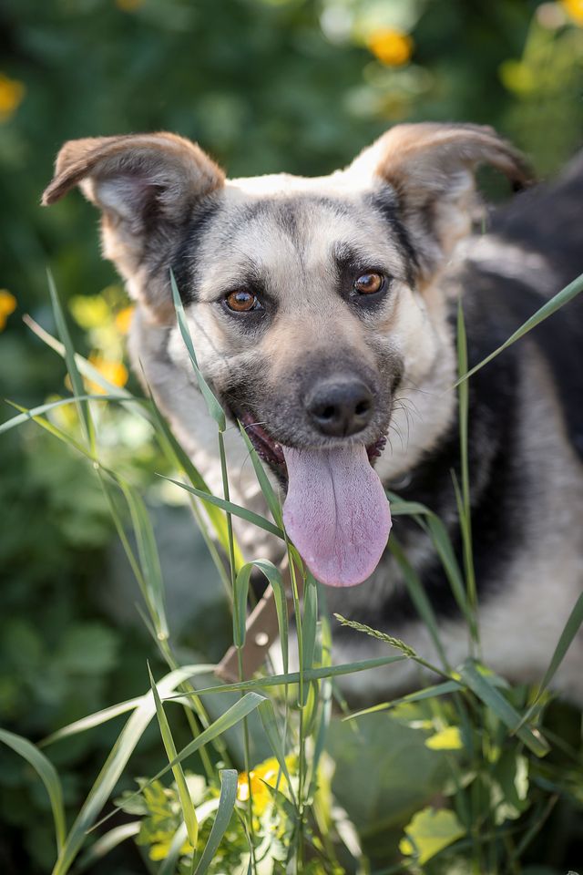 Tierschutz - Laima sucht ein neues Zuhause! in Düsseldorf