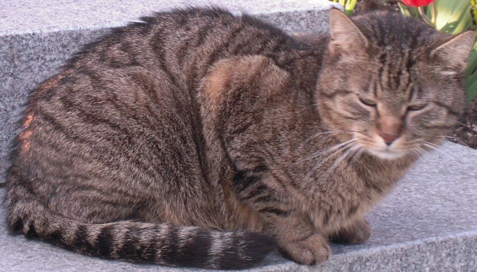 Kater Katze in Andechs