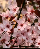 HEUTE, Blutpflaume, Prunus, Zierpflaume, Baum, Hausbaum Nordrhein-Westfalen - Telgte Vorschau