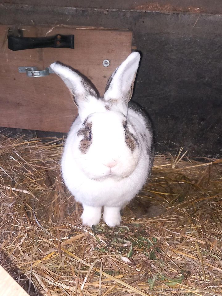 Kaninchen Kastrat aus Tierschutz 2 Jahre in Bentzin