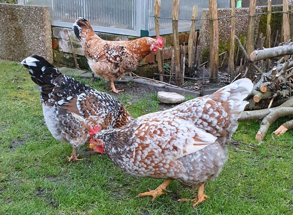 Schwedisches Blumenhuhn Bruteier in Osterholz-Scharmbeck