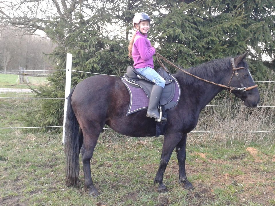 Barefoot baumloser VS Sattel Cheyenne, Leder Testoption Ratenzahl in Bad Sachsa