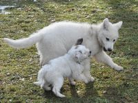 Hundeschule Süd Leutkirch - Welpenkurs 9.-20 Lebenswoche Baden-Württemberg - Leutkirch im Allgäu Vorschau