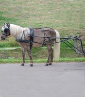 Einspänner Brustblatt Geschirr Fahrgeschirr Mini Shetty, Pony Bayern - Langenneufnach Vorschau