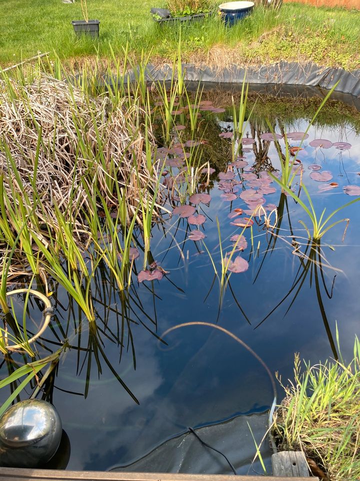 Igelkolben , Teich , Teichpflanzen in Menden