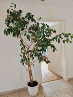 Benjamini Ficus 2 m Kr. Dachau - Dachau Vorschau