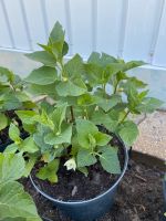 Staude Lampionblume im Topf,Physalis alkekengi, Laternenblume Niedersachsen - Hechthausen Vorschau