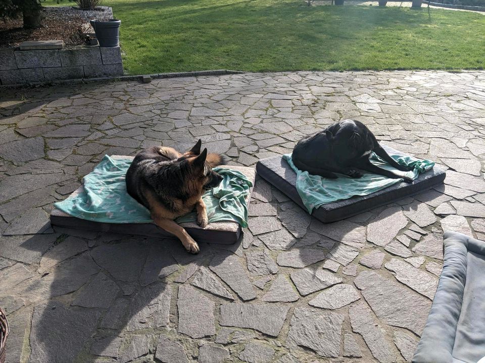 Koen - gemütlicher, älterer Rüde sucht ein Zuhause ♥️ in Hünxe