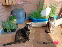 Katzen aus dem Tierschutz suchen❤️ Nordrhein-Westfalen - Gescher Vorschau