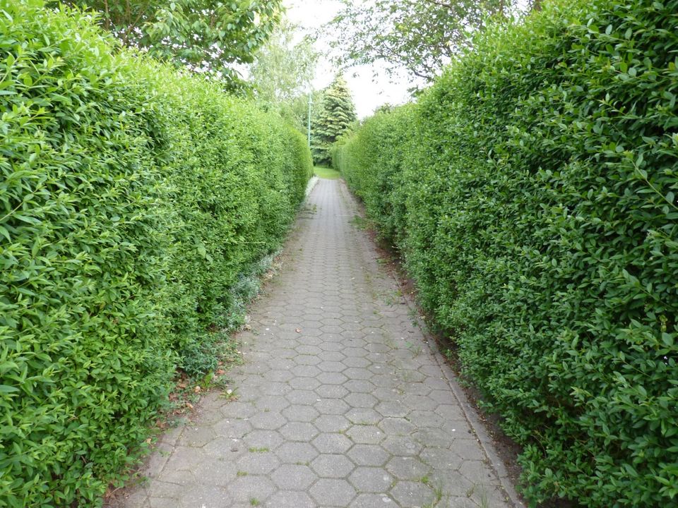 ab 2,69 €/St.: ❀Hecke aus Hainbuche / Rotbuche / Liguster❀ in Ellerhoop