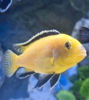 Labidochromis yellow | Malawi Barsche Brandenburg - Wusterwitz Vorschau