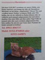 KATZE MOLLY VERMISST Niedersachsen - Nordhorn Vorschau