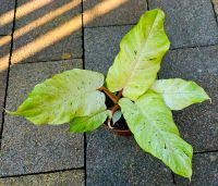 Philodendron Jungle Fever Variegata - M60 Hessen - Obertshausen Vorschau