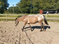 "Socke", lieber Pony Wallach, Kinderpony, 9 Jahre, ca. 130cm Niedersachsen - Renkenberge Vorschau