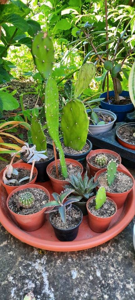 Tomaten Blume Gummibaum Aloe Vera Kaktus Geldbaum, Grünlilien (Lu in Rosbach (v d Höhe)