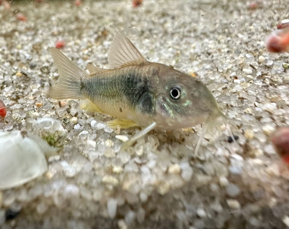 Corydoras aeneus ( Metallpanzerwels ) in Dortmund