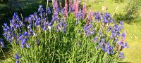 Iris Gartenpflanze mehrjährig kleinere blaue Blüre Niedersachsen - Lüneburg Vorschau