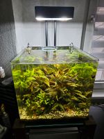 90 Liter Nano Cube Aquarium Komplett mit Technik. Duisburg - Duisburg-Süd Vorschau