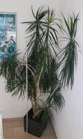 Große Zimmerpflanze Yucca Palme Drachenbaum Lechuza Pflanzkübel Hessen - Hanau Vorschau