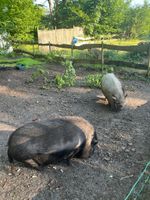 2 Mini Schweine in liebevolle Hände abzugeben Niedersachsen - Burgwedel Vorschau