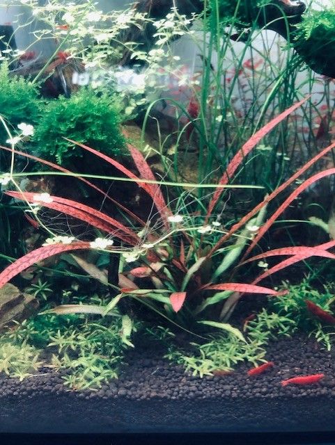 Cryptocoryne spiralis ‘Tiger’ rote Pflanze in Herne