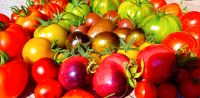 Tomaten Jungpflanzen - Alle Farben / Viele Sorten Niedersachsen - Zetel Vorschau