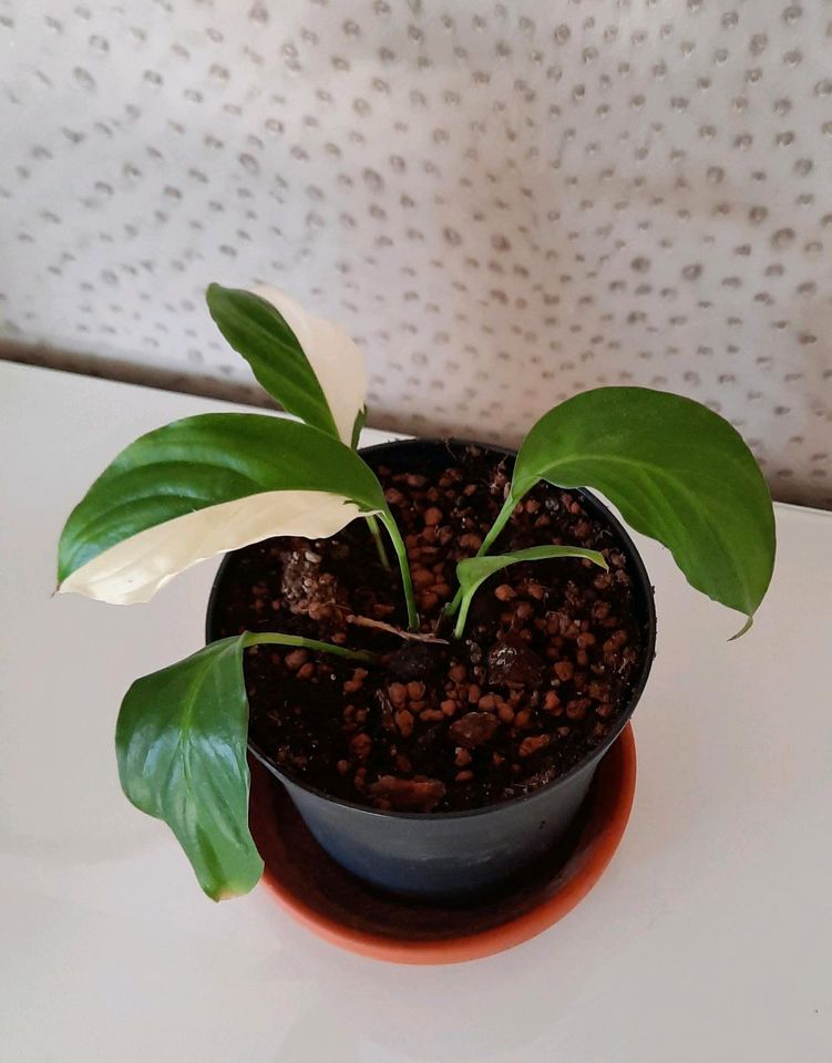 Jungpflanze Spathiphyllum Picasso, Rarität in Niederstotzingen