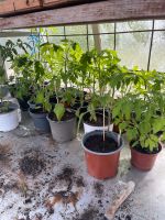 Tomaten pflanzen zu verkaufen Niedersachsen - Hattorf am Harz Vorschau