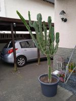Großer Kaktus Hessen - Obertshausen Vorschau