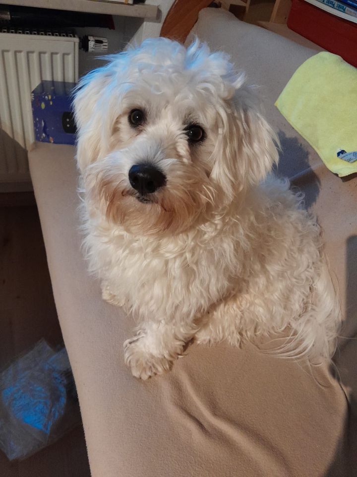 Teo Malteser/Bichon Rüde in Weichs