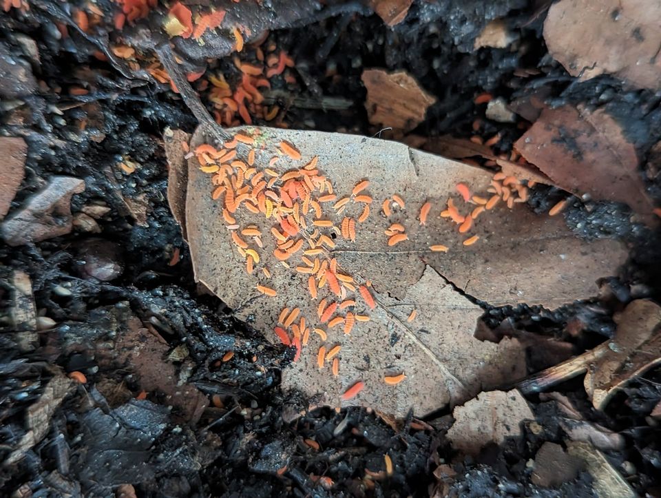 Orange rote Springschwänze Yuukianura aphoruroides Bodenpolizei in Homburg