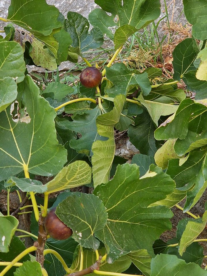 Feigenbaum in Limbach