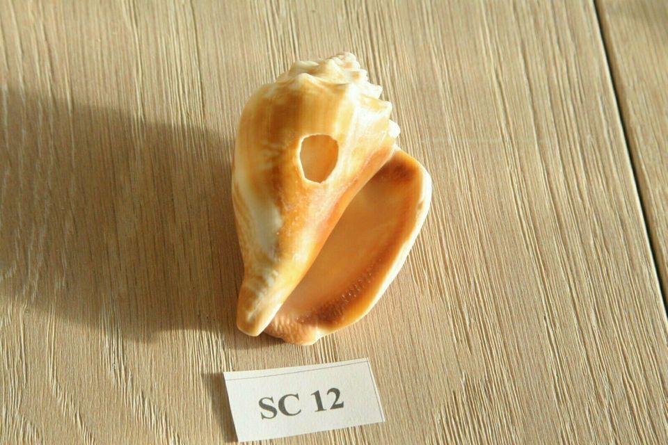 Muschel Fechterschnecke SC12 Sanibel & Captiva Florida ca. 6 cm in Jena