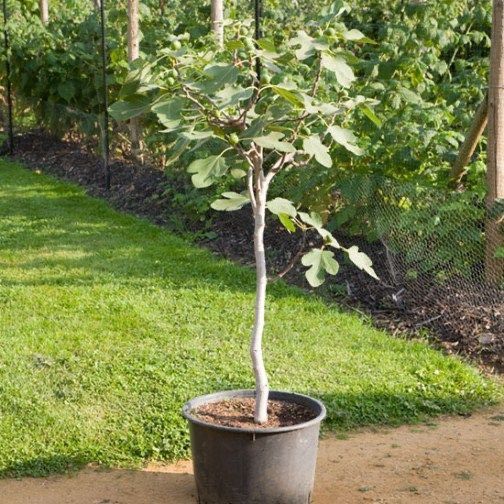 ✅NEU✅ Feigenbaum 70-170cm winterhart Feige Ficus carica Turkey 1 in Berlin