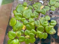 Froschbiss Aquarium Wasserpflanze Schwimmpflanze Südamerika Nordrhein-Westfalen - Alfter Vorschau