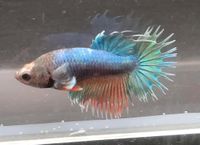 Männchen/ Betta splendens/ Kampffisch/ CTDE/ Crowntail Dumbo Niedergörsdorf - Blönsdorf Vorschau