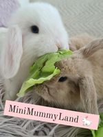 Zwergwidder Minilop Kaninchen Baby Zwergkaninchen Nhd Mini lop Herzogtum Lauenburg - Talkau Vorschau