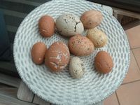 Deko Ostern Ostereier Terrakotta Teller Eier Nordrhein-Westfalen - Kleve Vorschau