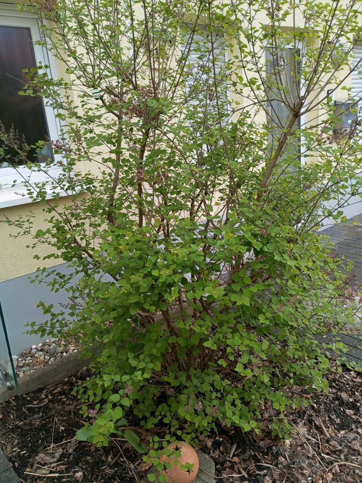 Flieder Baum zu verkaufen in Hagen