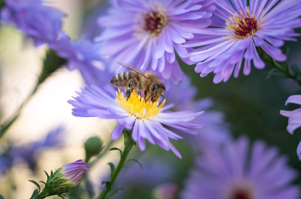 Stauden bienenfreundlich 50ct/Stk. günstig abzugeben in Ebersbach an der Fils