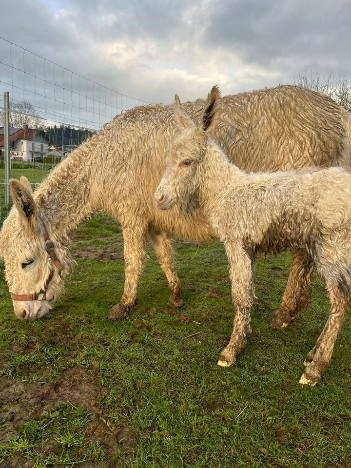 Eselstute weiß in Niedertaufkirchen