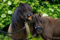 Offenstallplatz Shetty Nordrhein-Westfalen - Grefrath Vorschau