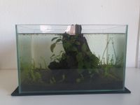 kleines Aquarium (25L) mit Pflanzen und Schnecken Baden-Württemberg - Schopfheim Vorschau