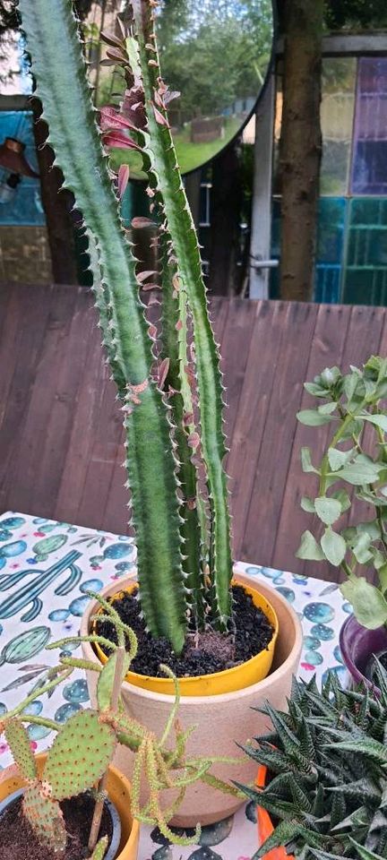 7 Hauspflanzen (Kaktus, Succulents) mit Töpfen in Bammental