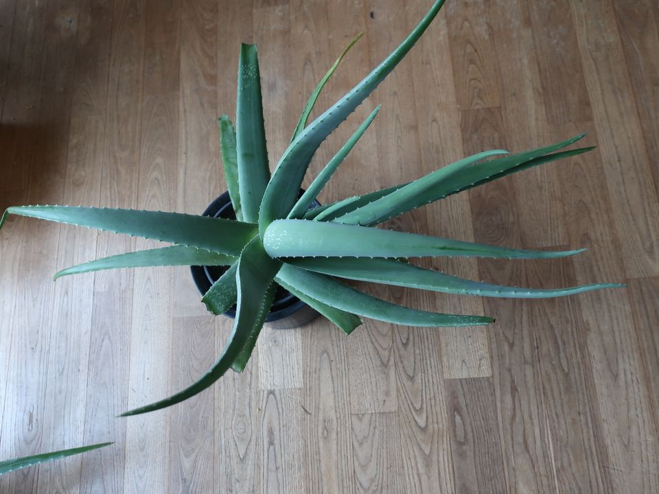 Aloe Vera Pflanzen zu verkaufen / NUR Abholung in Freiburg in Freiburg im Breisgau