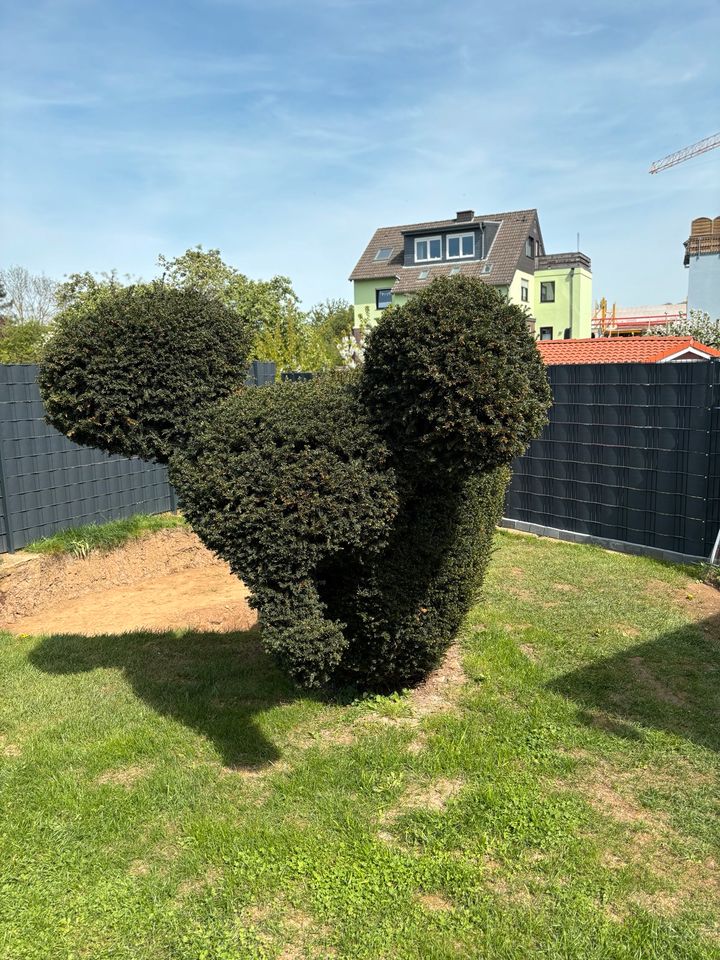 Hecke Elefantenform in Düren