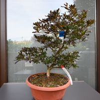 Bonsai Satsuki-Azalee Kosuzu (Rhododendron indicum) Japan Saarbrücken-West - Klarenthal Vorschau