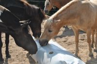 Slowfeeder-System für Pony und Kleinpferde von Horselife-Plus Schleswig-Holstein - Bliestorf Vorschau